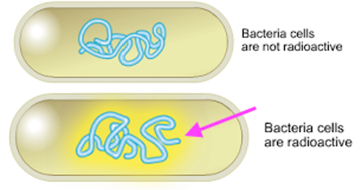 <p>strand of RNA or single-stranded DNA labeled with a radioactivity or fluorescent dye that can base-pair to specific DNA, such as the donor gene in recombinant DNA.</p>