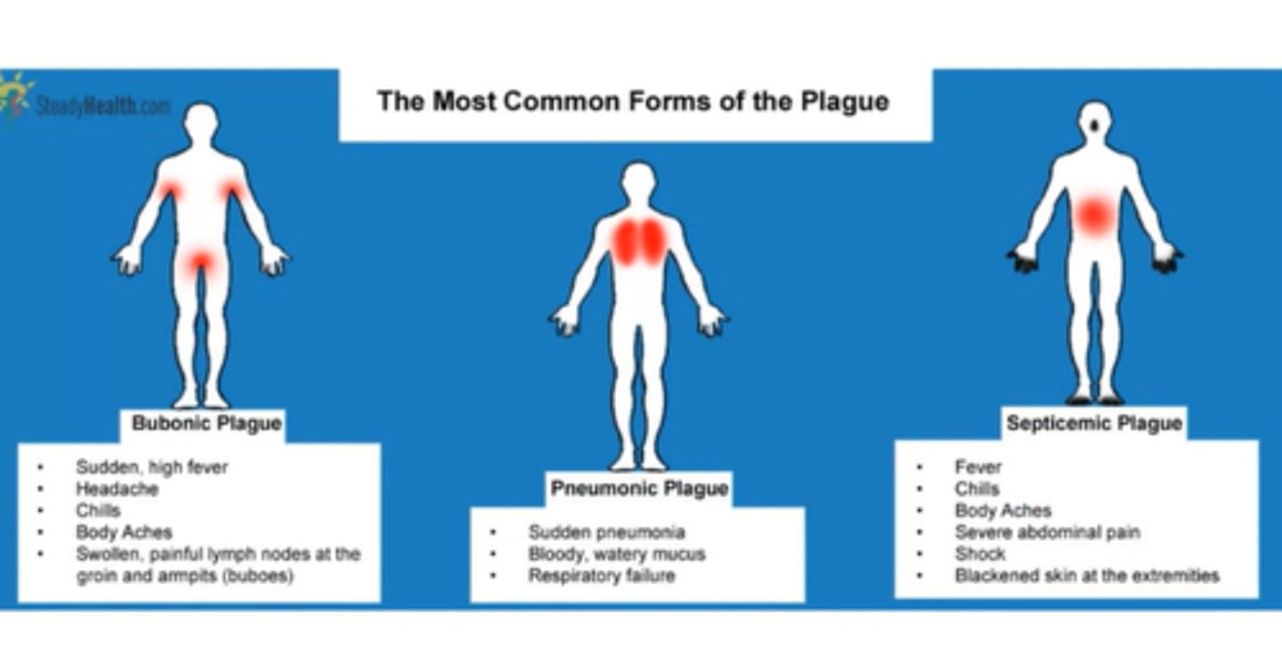<p>Bubonic, septicemic, pneumonic</p>