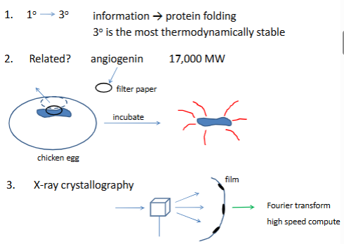 <p>see if angiogenin destroys RNase (meaning there is enzyme activity)</p><p></p><p>in the x-ray, some x rays get deflected at different angles (dark sopts are where it is hit) comes up with 3d structure were all atoms are</p><p>helps determine second and tertiary struct</p>
