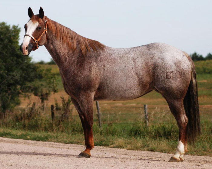 <p><span>Solid coat color with white hair dispersed throughout a “blue” roan has&nbsp; a black&nbsp;base color with white hairs throughout</span></p>