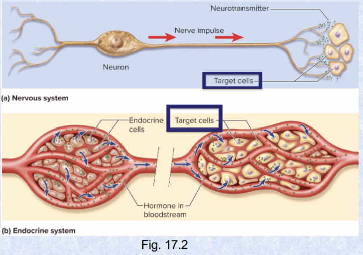 <p>norepinephrine, dopamine (also some chemicals share same target cells and regulate each other)</p>