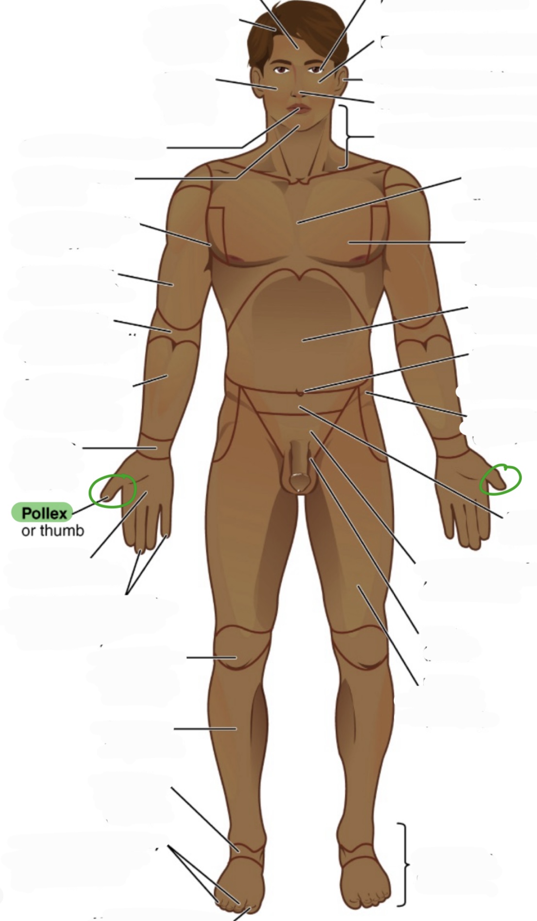 <p>thumb</p>