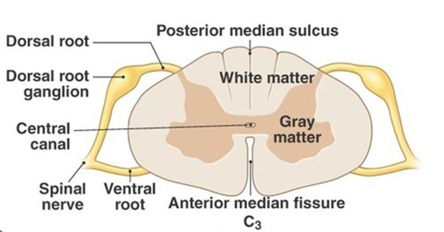 <p>where the majority of sensory neurons cell bodies reside.</p>