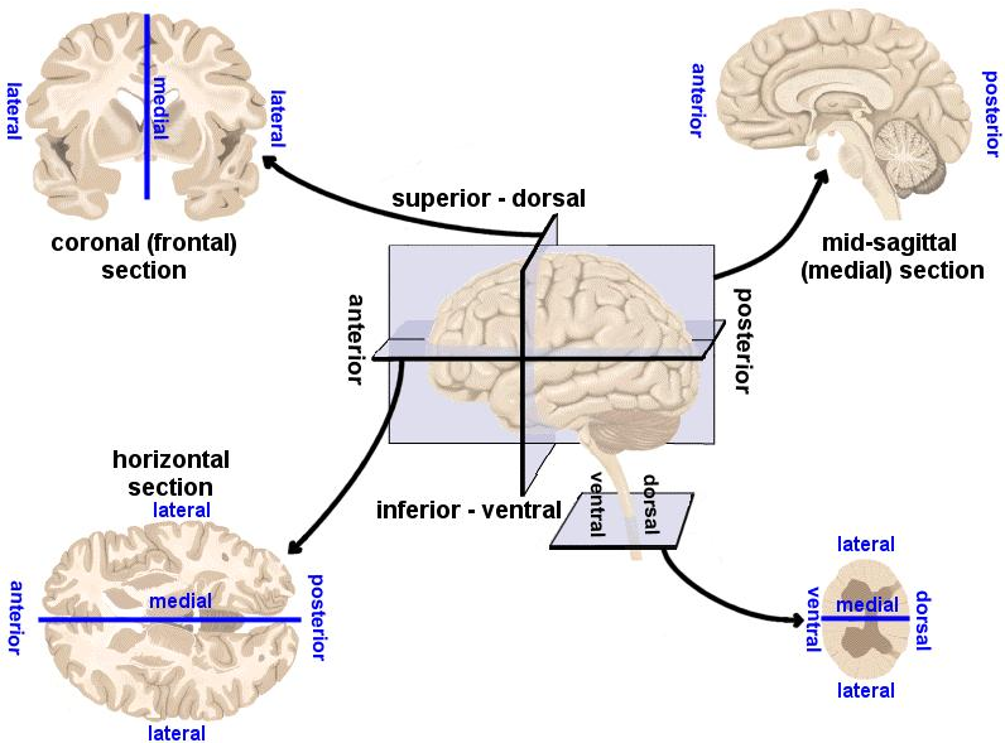 <p>Coronal (<span data-name="crown" data-type="emoji">👑</span>) aka frontal section </p><p>mid-sagittal aka medial section </p><p>horizontal section </p>