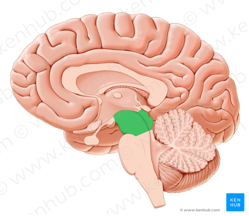 <p>översta delen av hjärnstammen</p>