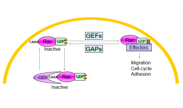 <ul><li><p>GEFs promote binding to GTP leading to activation </p></li><li><p>GAPS stimulate hydrolysis of GDP leading to deactivation</p></li><li><p>Rho GDI binding leads to inactivation </p></li></ul><p></p>