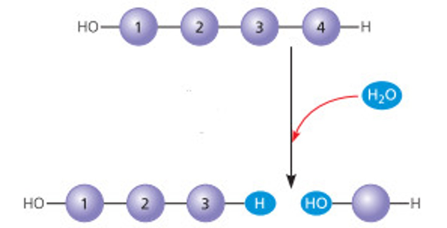 <p>the chemical breakdown of a compound due to reaction with water.</p>