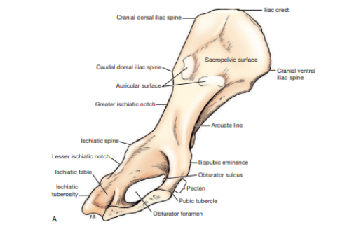 <p>Which hip bone is this?&nbsp;</p>