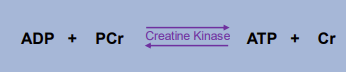 <ul><li><p>rapidly generates ATP from stored PCr in muscles</p></li><li><p>only lasts 10 seconds and needs 2-3 mins of rest to fully replenish</p></li><li><p>occurs in cytoplasm of muscle cells</p></li><li><p>primarily used for short maximal efforts</p></li><li><p>can give a boost for surges during endurance efforts</p></li></ul><p></p>