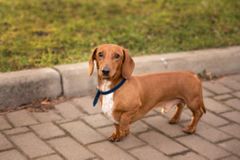 <p>Analyze the posture of this dog</p>