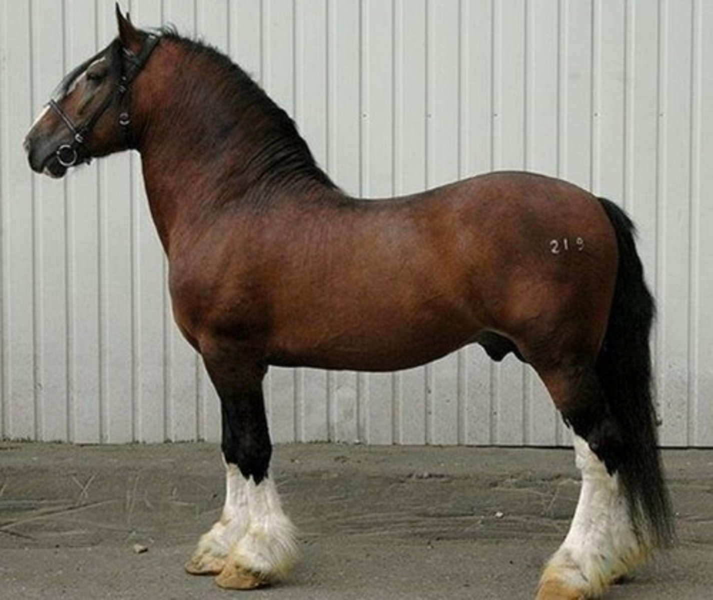 <p>A draft horse breed from Scotland, named after Clydesdale County. Height: 17-18 hands (68-72 inches / 173-183 cm)</p>