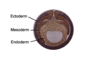 <ul><li><p>3 germ layers:</p><ul><li><p><strong>endoderm</strong>= inside, digestive tracts (liver + pancreas), all eumetazoa have this</p></li><li><p><strong>mesoderm</strong>= middle, organs, blood, muscle, bones, heart</p></li><li><p><strong>ectoderm</strong>= outside, nervous system (eyes + skin), all eumetazoa have this</p></li></ul></li><li><p>bilateria are this</p></li><li><p>more complex, mesoderm gives rise to specific character traits&nbsp;</p></li></ul><p></p>