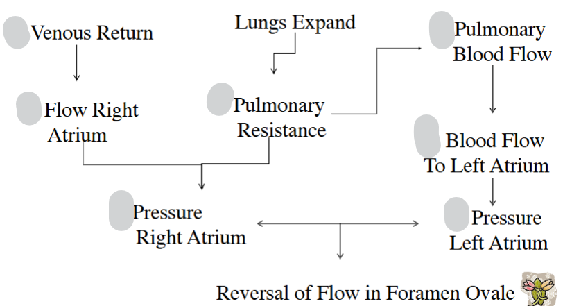 <p>Up/Down arrow for each of these at birth</p>
