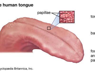 <p>Top layer of tongue</p>