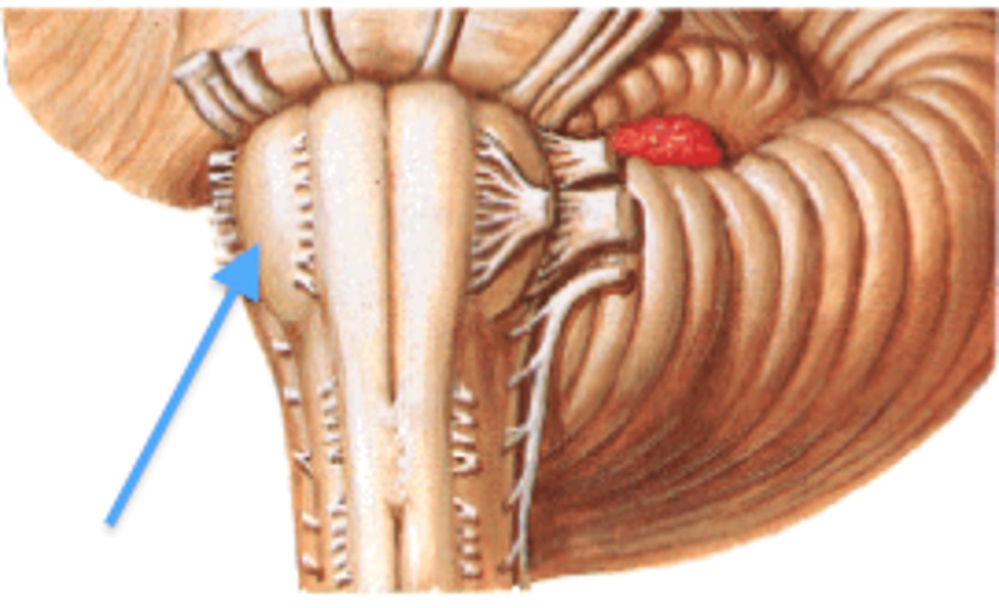 <p>associated with motor coordination &amp; fine-tuning of movements</p>