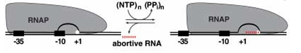 <p><span>RNAP physically moves forward along the DNA with<br>each nucleotide it adds to the RNA chain.<br>•The DNA and RNA remain fixed inside the<br>polymerase, and the enzyme itself changes position.<br>•This resembles how RNAP moves during elongation.</span></p>