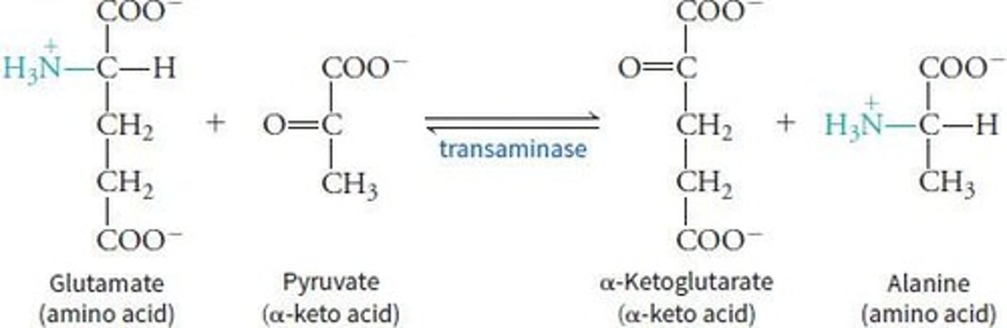 <p>Transaminase (PLP) is involved in the transfer of α-amino groups to α-keto acids, producing corresponding α-keto acids and α-amino acids.</p>
