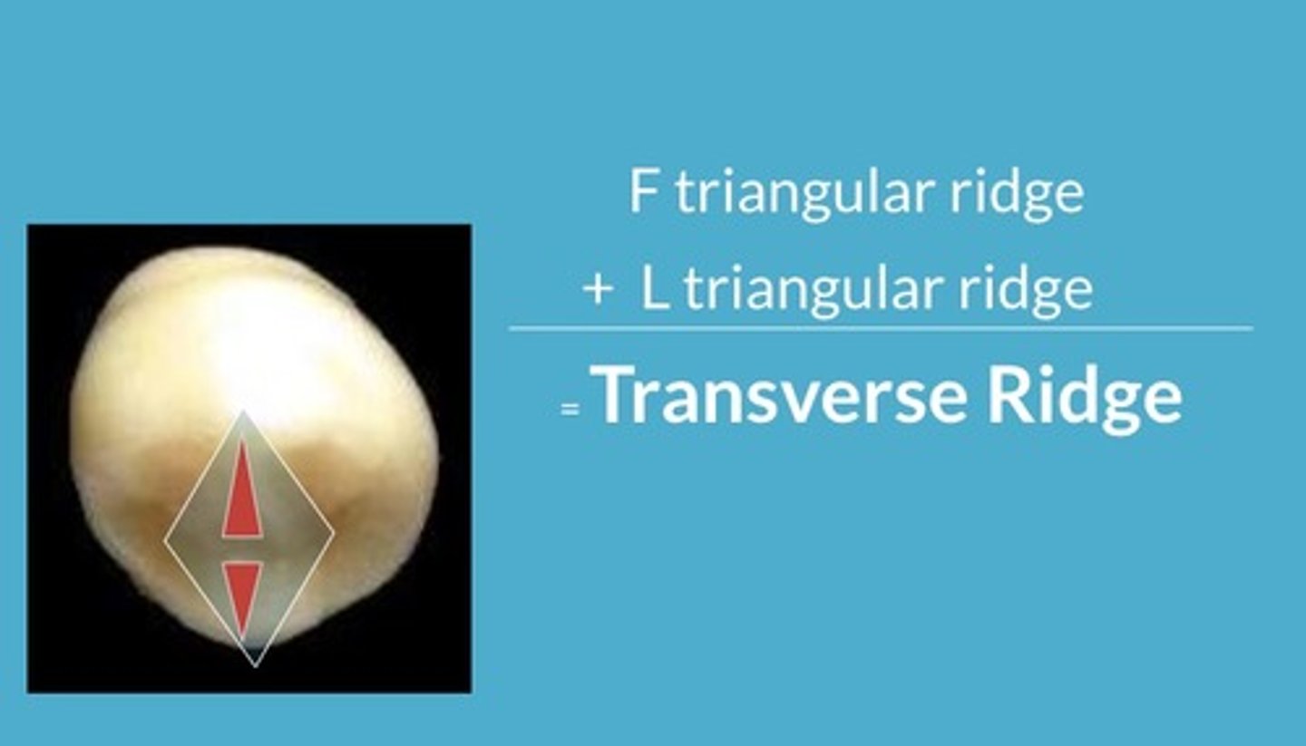 <p>transverse ridge <br>occlusal pits</p>