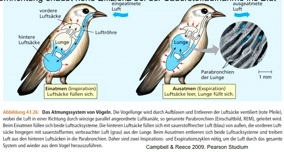 Lunge eines Vogels funktioniert effizienter als Lunge eines Säugetieres. 

Sauerstoff fließt in **Luftsäcke**, von dort über **respiratorische Epithele in Lunge** (Parabronchien) und nochmals in Luftsäcke. 

Luft strömt nur in eine Richtung über respiratorische Epithele, Gegenstrom mit Blutstromrichtung erlaubt hohe Effizienz bei der Sauerstoffaufnahme ins Blut