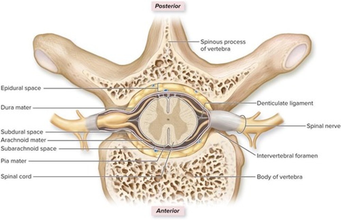 <p>The neural tube develops into the central nervous system, including gray matter.</p>