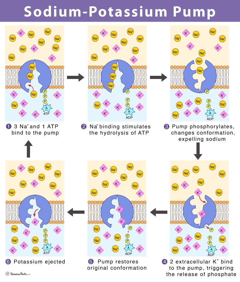 
1. 3 Na+ ions bind to pump and ATP is signaled
2. ATP binds to pump, ATP loses phosphate, and energy is released.
3. Pump changes shape and Na+ ions are released outside the cell. 
4. 2 K+ ions bind to pump
5. Phosphate unbinds from pump
6. Pump returns to original shape and K+ ions are released into cell. 