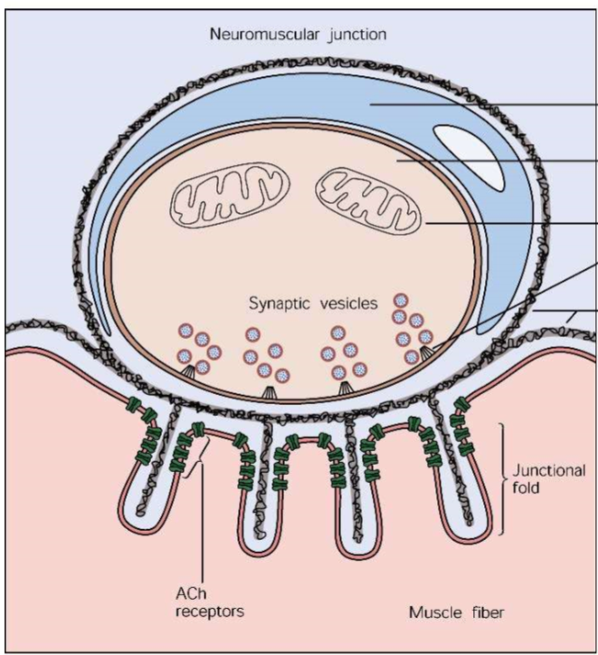 <p>Präsynapse</p><p>reich in synaptischen Vesikeln</p><p>Vesikel enthalten Neurotransmitter Azetylcholine</p><p>Aktive Zonen</p><p>Mitochondrien</p><p>Axone sind reich in Neurofilamenten und enthalten nur wenige synaptische Vesikel</p>