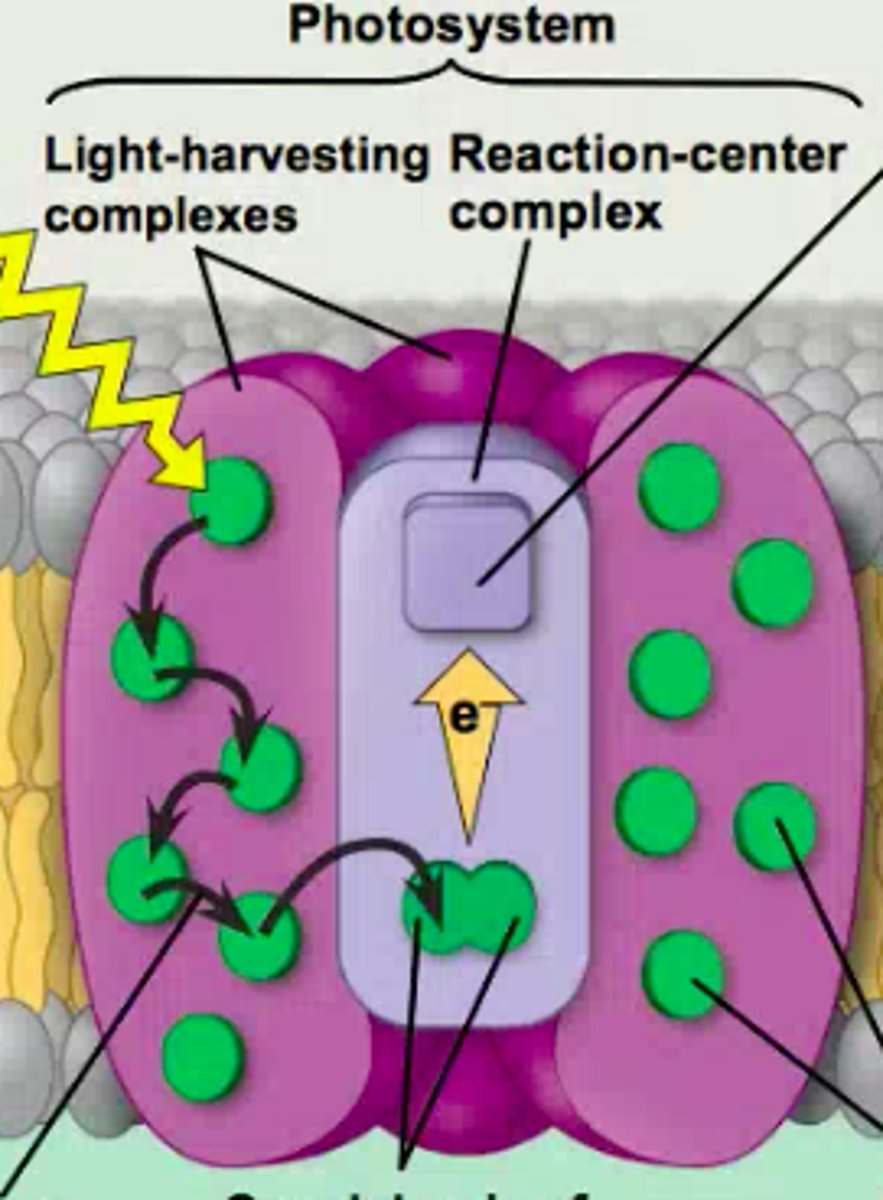 <p>Complex of proteins associated with two special chlorophyll a molecules and a primary electron acceptor. Located centrally in a photosystem, this complex triggers the light reactions of photosynthesis. Excited by light energy, one of the chlorophylls donates an electron to the primary electron acceptor, which passes an electron to an electron transport chain.</p>