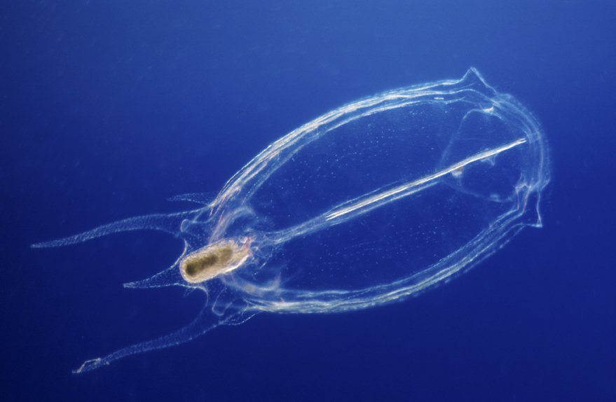 <p>Megalozooplankton that collect prey through stinging or sticky cells</p>