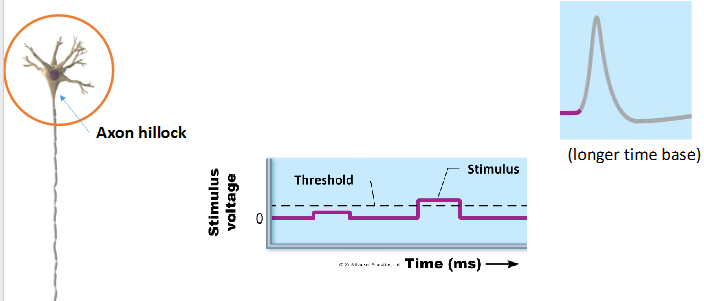 <p>regenerative wave of electrical excitation can travel at different speeds from 1-2 m/s to150 m/s </p>