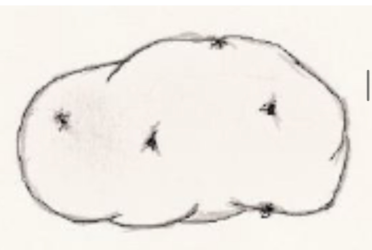 <p>Type of Underground Stem Modification</p>