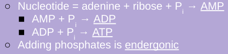 <p>modified nucleotide</p>