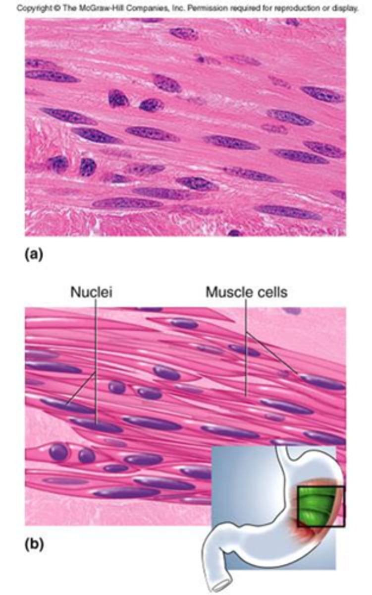 <p>This is also called involuntary muscle because you do not have voluntary control over it.</p><p>It does NOT have striations.</p><p>This muscle type is found in the walls of the digestive, respiratory and urinary tracts, blood vessels, the uterus, and other organs and it allows substances to move through those organs.</p><p>It contracts more slowly than skeletal muscle but it remains contracted longer than skeletal muscle does.</p><p>The muscle cells are long and tapered with a single nucleus (fusiform).</p>