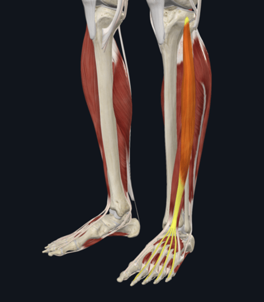 <p>name the yellow highlighted muscle </p>