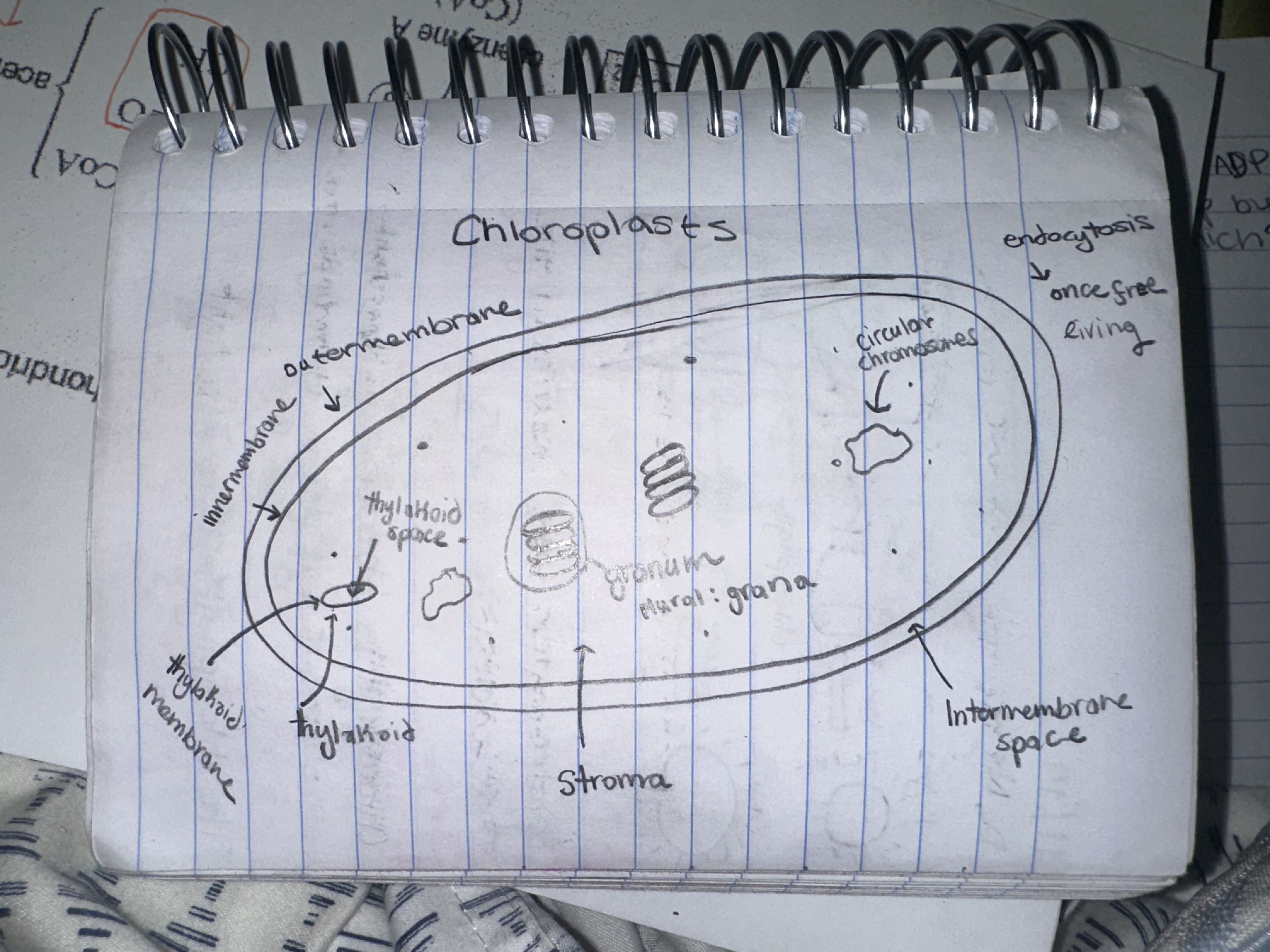 <p>Chloroplasts (picture)</p>
