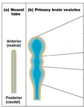 <p>Name the 3 primary brain vesicles</p>