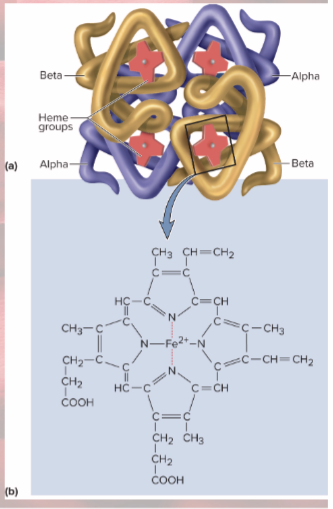 <p>4 protein chains—globins</p><p>4 heme groups</p>