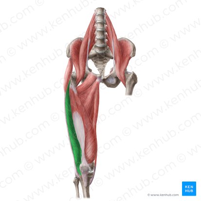 <p>Origin: Greater trochanter &amp; lateral lip of linea aspera of femur</p><p>Insertion: patella via quadriceps femoris tendon</p><p>Action: extension of knee</p>