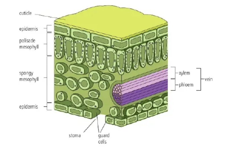 knowt flashcard image