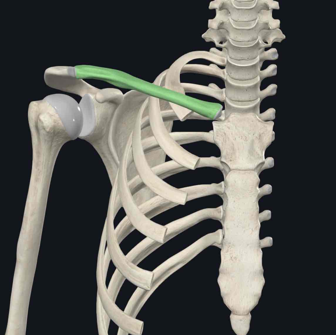 <p>A bony attachment between the trunk and the upper limb, palpable along its entire length.</p>