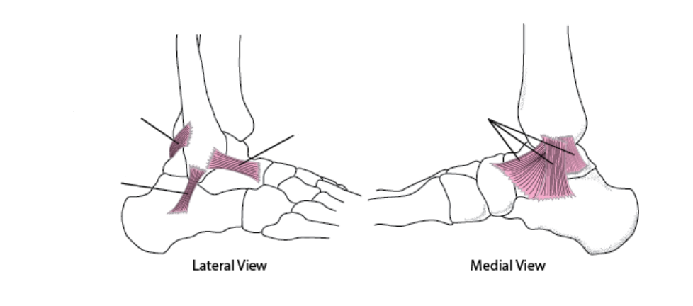 <ul><li><p>Left: Posterior talofibular ligament, Calcaneofibular ligament</p></li><li><p>Middle: Anterior talofibular ligament, Medial collateral (deltoid) ligament</p></li></ul>