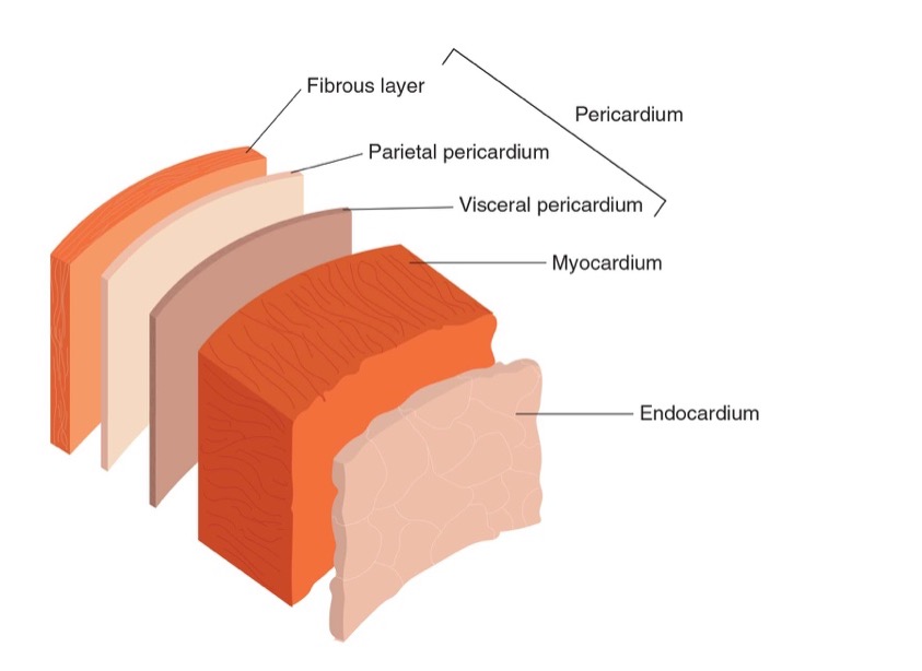 <p><span>-</span><span style="font-family: &quot;Times New Roman&quot;; line-height: normal; font-size: 7pt;">&nbsp;&nbsp;&nbsp;&nbsp;&nbsp;&nbsp;&nbsp;&nbsp;&nbsp;&nbsp;&nbsp;&nbsp;&nbsp; </span><span>Dense fibrous tissue avoid heart becoming overstretched</span></p><p class="MsoListParagraphCxSpMiddle"><span>-</span><span style="font-family: &quot;Times New Roman&quot;; line-height: normal; font-size: 7pt;">&nbsp;&nbsp;&nbsp;&nbsp;&nbsp;&nbsp;&nbsp;&nbsp;&nbsp;&nbsp;&nbsp;&nbsp;&nbsp; </span><span>Myocardium: contains actin and myosin. Responsible for forceful contractions. Left ventricle has largest myocardium</span></p><p class="MsoListParagraphCxSpLast"><span>-</span><span style="font-family: &quot;Times New Roman&quot;; line-height: normal; font-size: 7pt;">&nbsp;&nbsp;&nbsp;&nbsp;&nbsp;&nbsp;&nbsp;&nbsp;&nbsp;&nbsp;&nbsp;&nbsp;&nbsp; </span><span>Endocardium (inner layer forms inner lining of heart). Single layer of epithelial cells. Provides smoothness to reduce friction = easy bloodflow. Located in blood vessels and hollow organs</span></p>