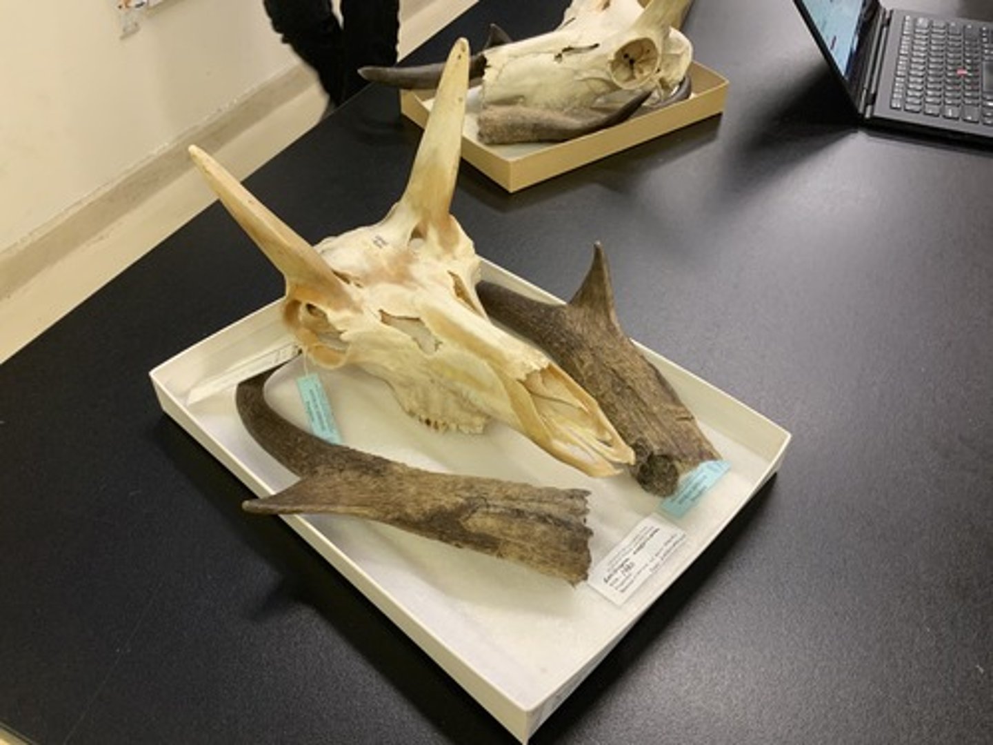 <p>Family, Order, Infraclass, Subclass</p><p>-pronged sheaths</p><p>-selenodont</p>