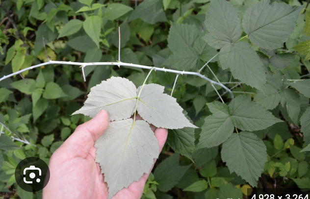 <p>black raspberry</p>