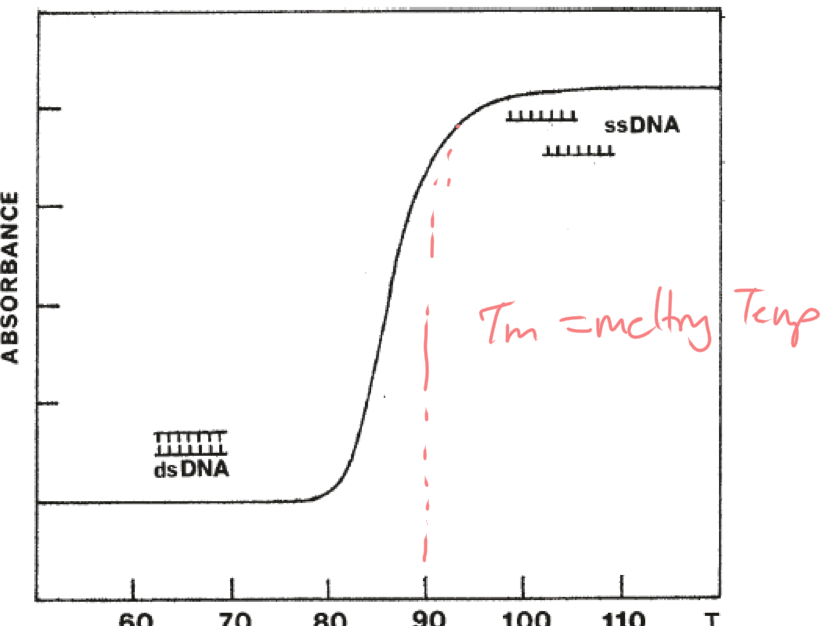 <p>Measures Absorbance at 260nm</p><ul><li><p>Measure DNA denaturation by spectrophotometric measurements</p></li></ul><p></p>