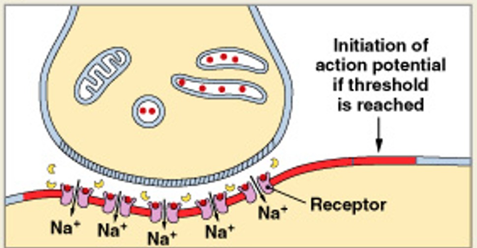 <p>Which step of cholinergic synapse:</p><ul><li><p>ACh binds to receptors, depolarizes postsynaptic membrane</p></li></ul><p></p>