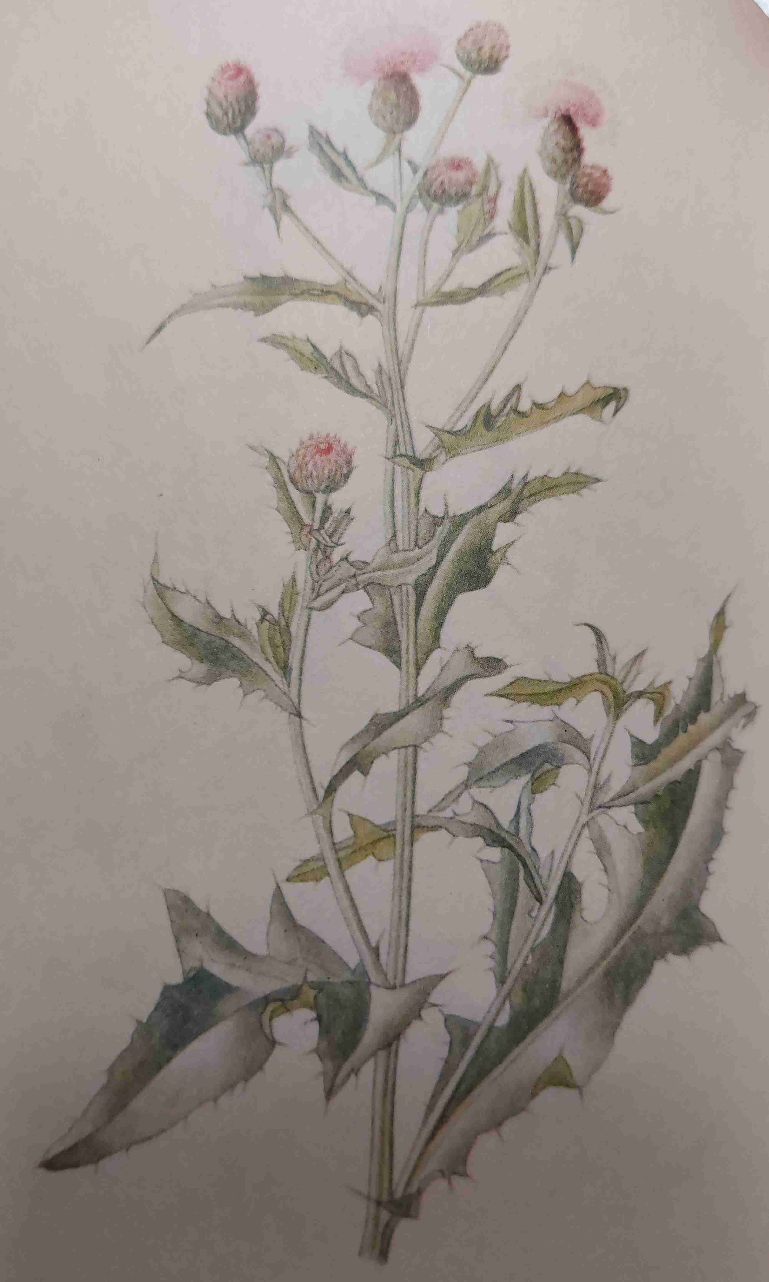<p>indiferentní, mezotrofně eutrofní, slunno</p>