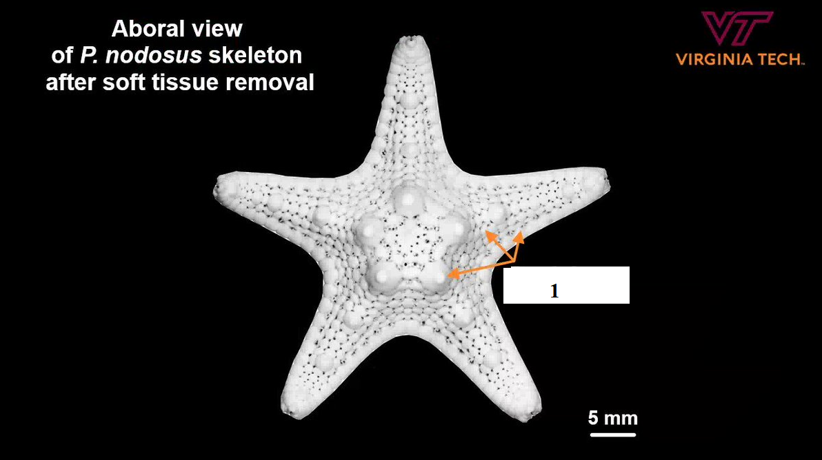 <p>Phylum?<br>subphylum?<br>Symmetry? Tissue type?<br>Cavity?<br><br>1?</p>