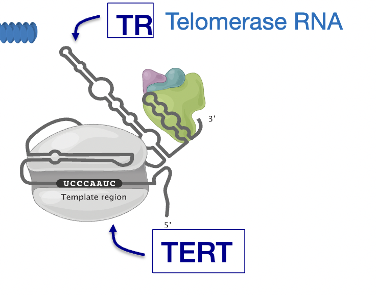 <p>maintains telomere length equilibrium</p><p>uses internal RNA template to add telomere repeats </p><p>extends 3’ end and then adds from there to 5’ end in small segments</p>