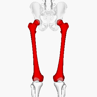 thigh bone
femoral head- articulates with pelvis to form hip joint