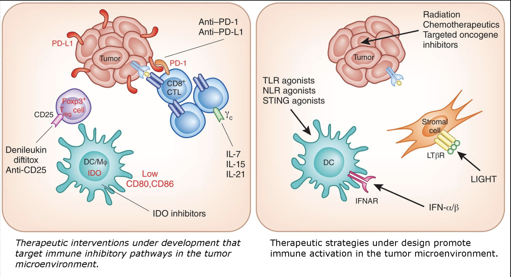 <ul><li><p>the immune system can be activated through a variety of ways to combat tumours</p></li><li><p>there are many other therapies under development that exploit the components of the immune system to fight cancer, and the field is constantly innovating and developing solutions to this complex health issue </p></li></ul><p></p>